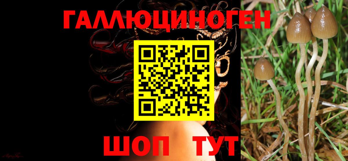 купить наркотик  Псилоцибиновые грибы мицелий  Вход с VPN  Россошь 